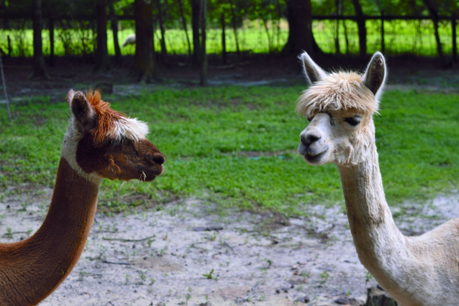 Nikon D5300 sample photo. Alpacas, animals, nature photography