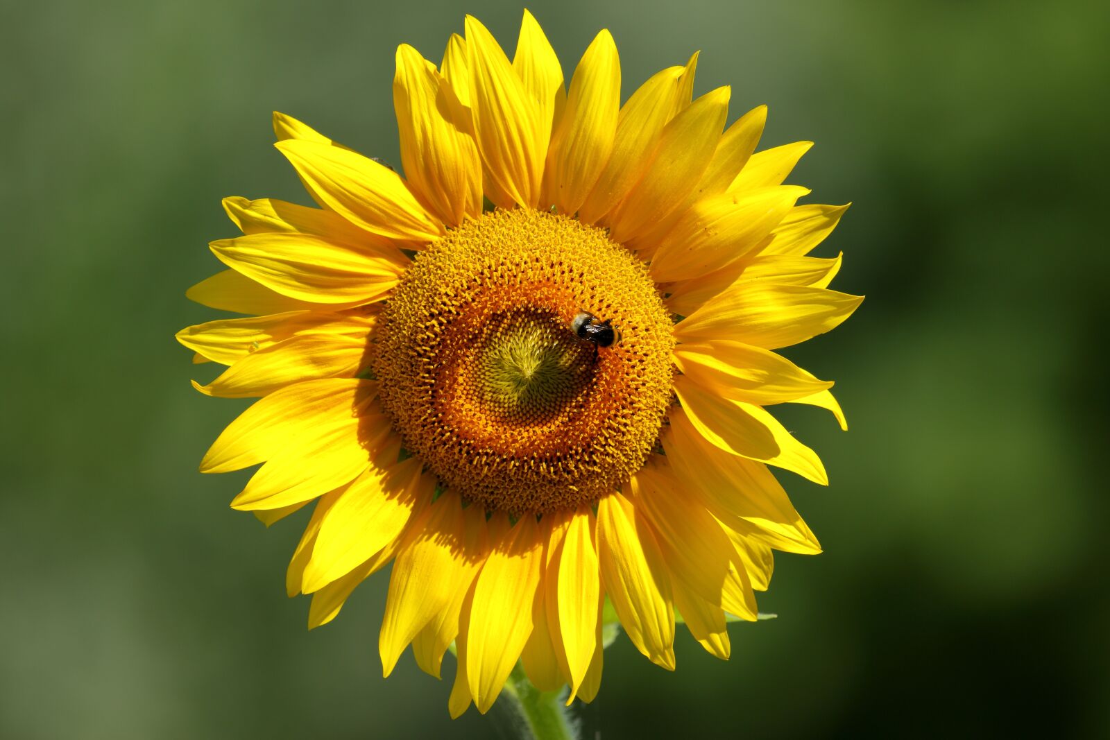 Canon EOS 7D Mark II sample photo. Sunflower, insect, nature photography