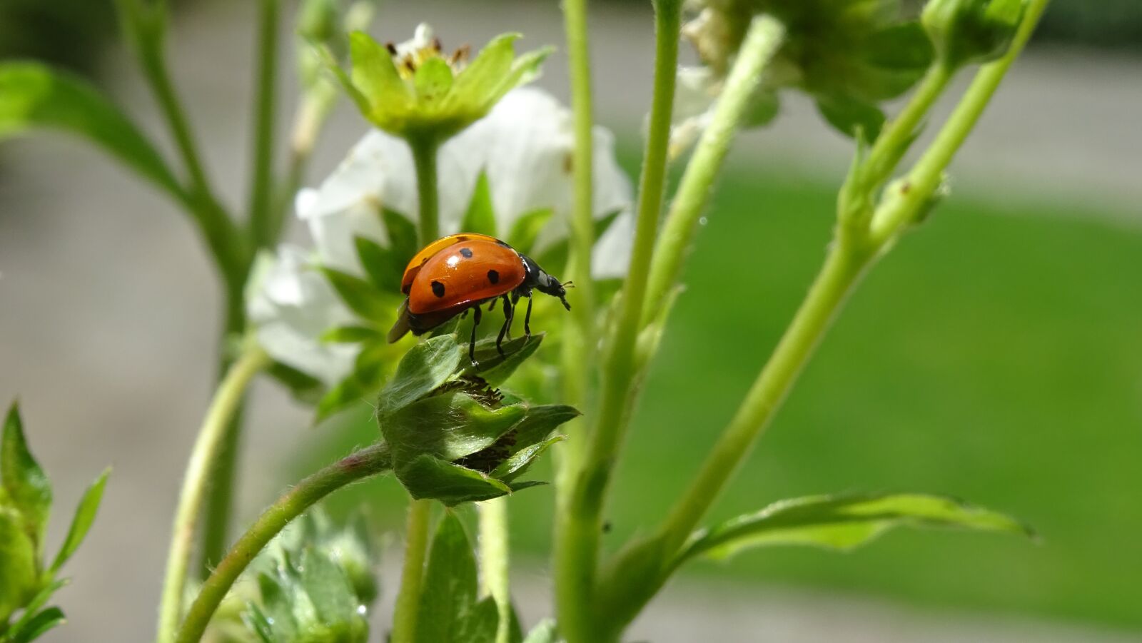 Sony DSC-HX60 sample photo. Ladybug, red, insect photography
