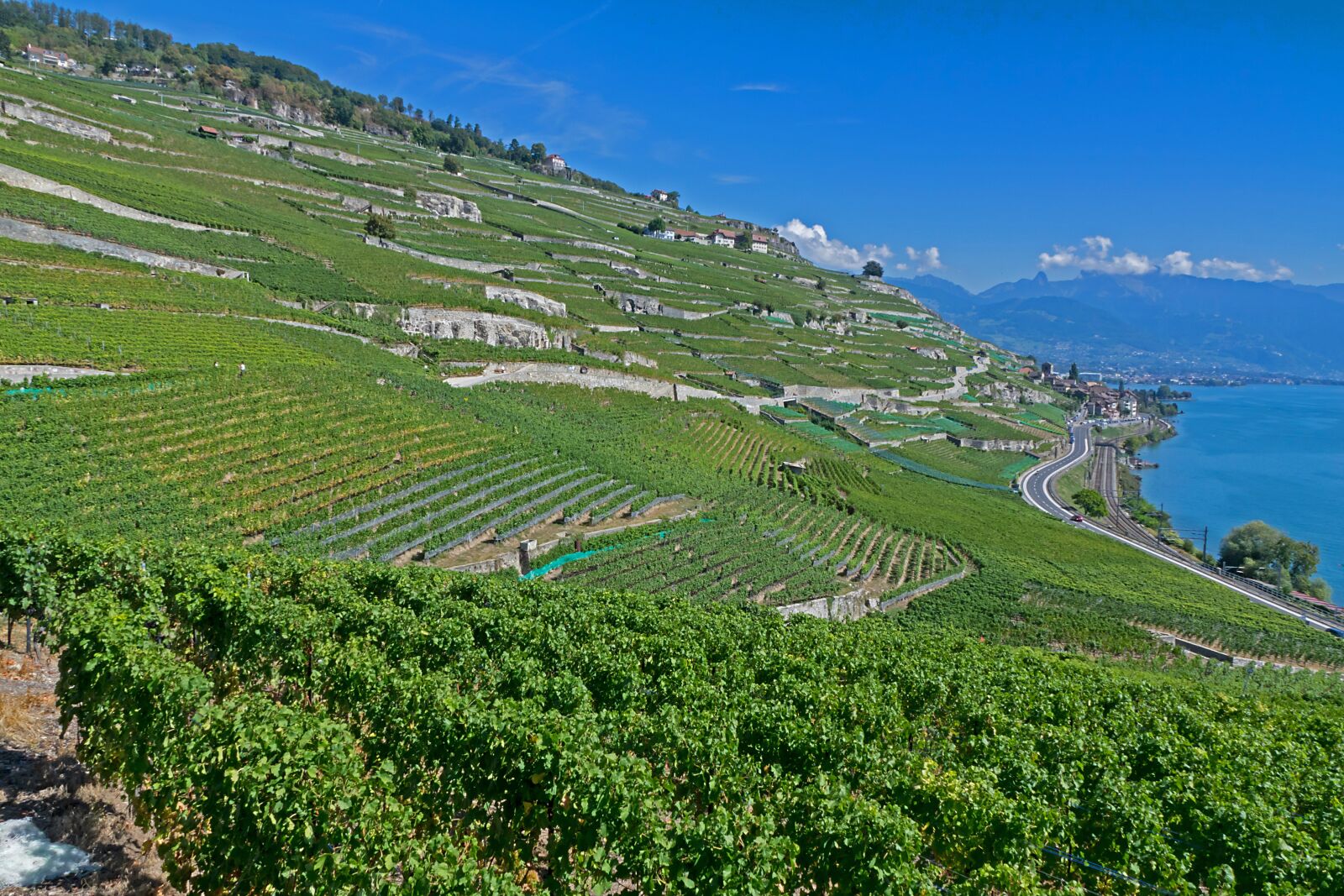 24-200mm F2.8 sample photo. Vines, vineyard, wine photography