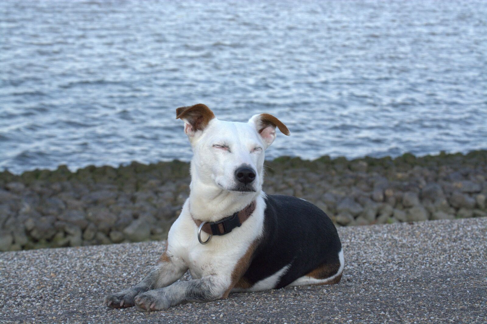 Nikon D5200 sample photo. Peace dog, relaxed, jack photography