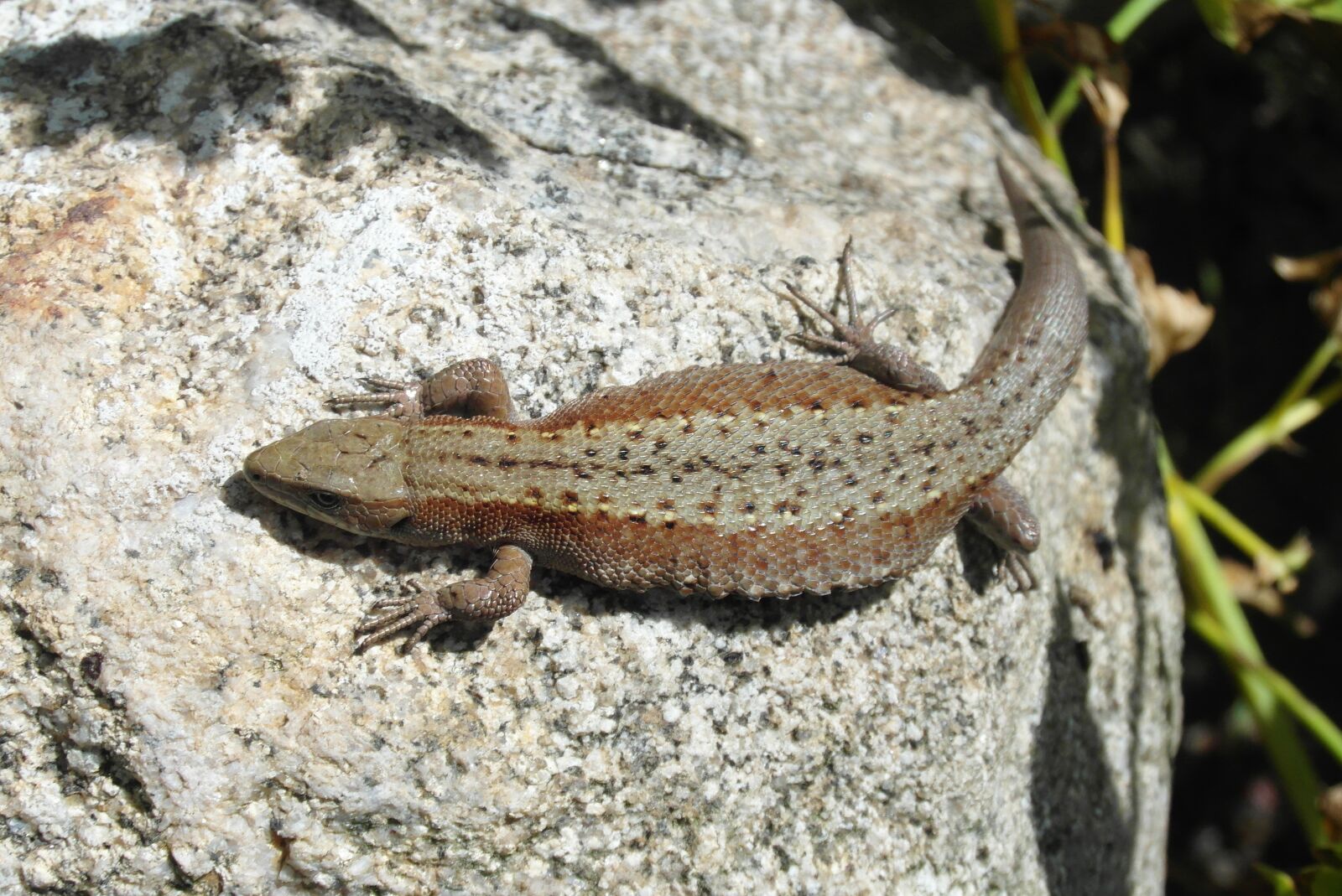 Samsung WB750 sample photo. The lizard, gad, animals photography