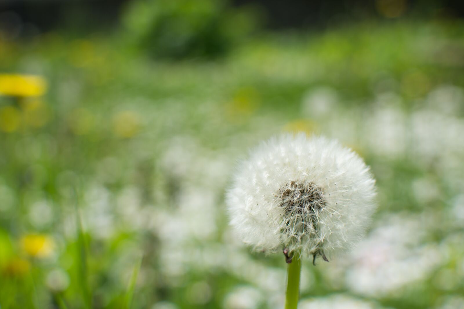 Nikon D7200 sample photo. Flower, nature, wildflowers photography
