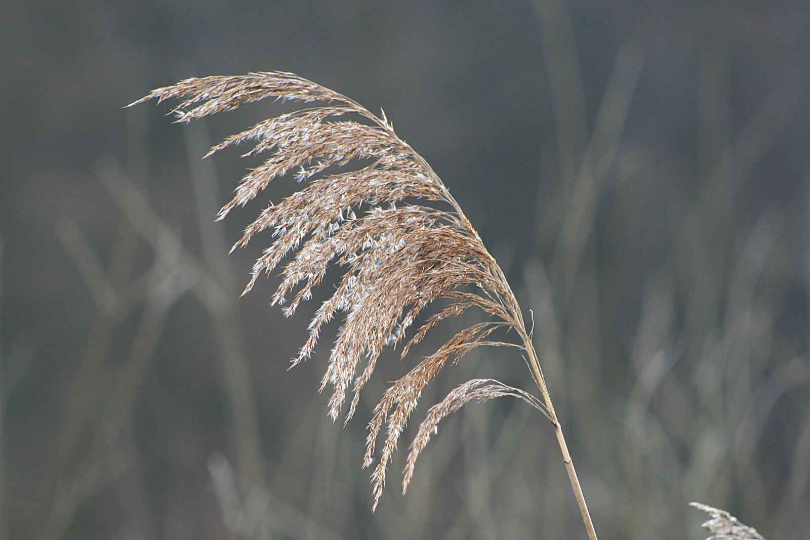 Canon EOS 400D (EOS Digital Rebel XTi / EOS Kiss Digital X) sample photo. Nature, grass, reed photography