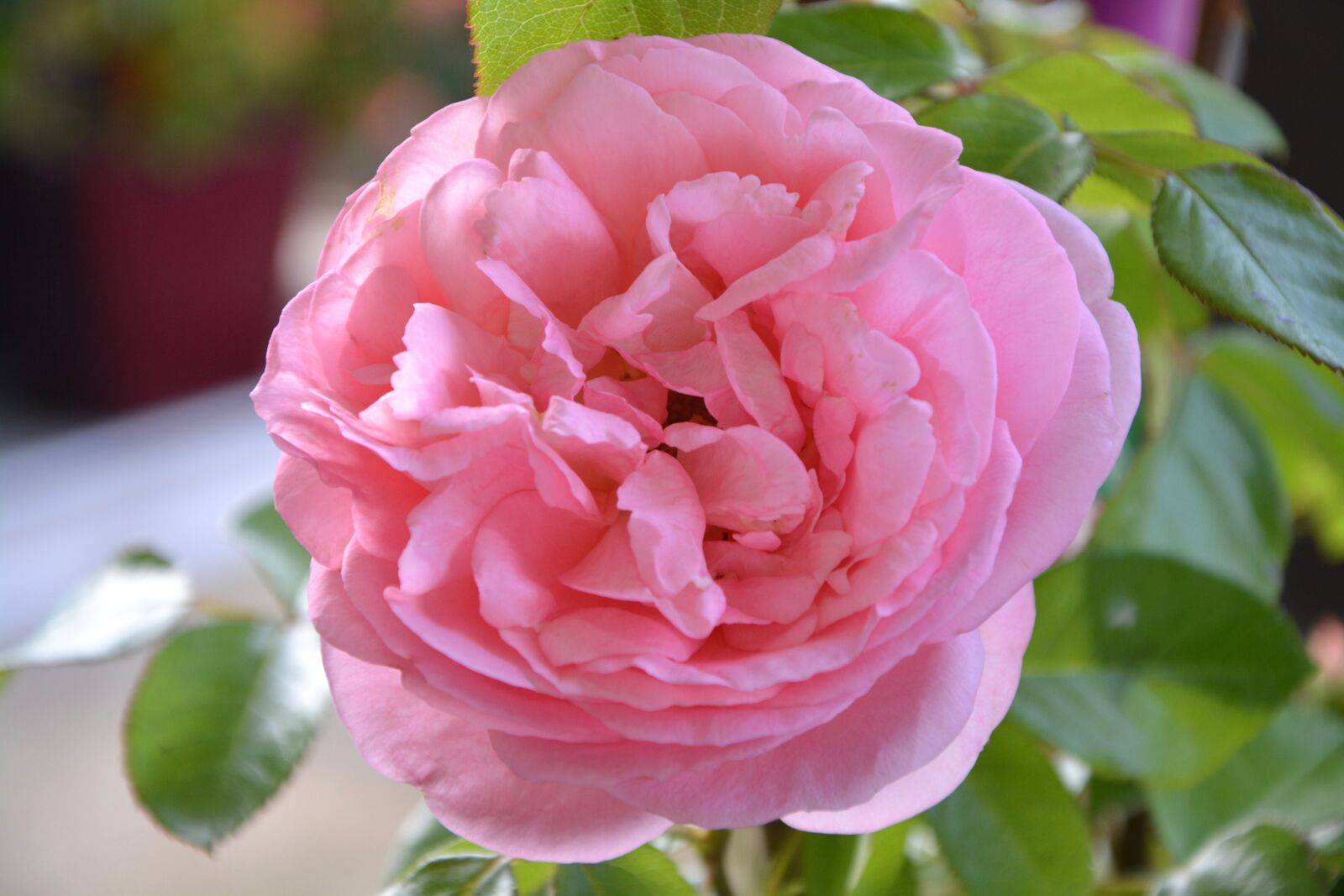 Nikon D5200 sample photo. Flower, pink, color pink photography