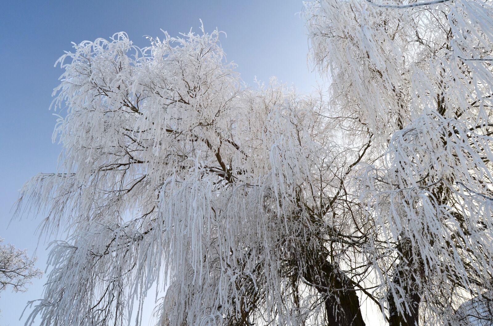 Nikon D5100 sample photo. Winter, frost, icing photography