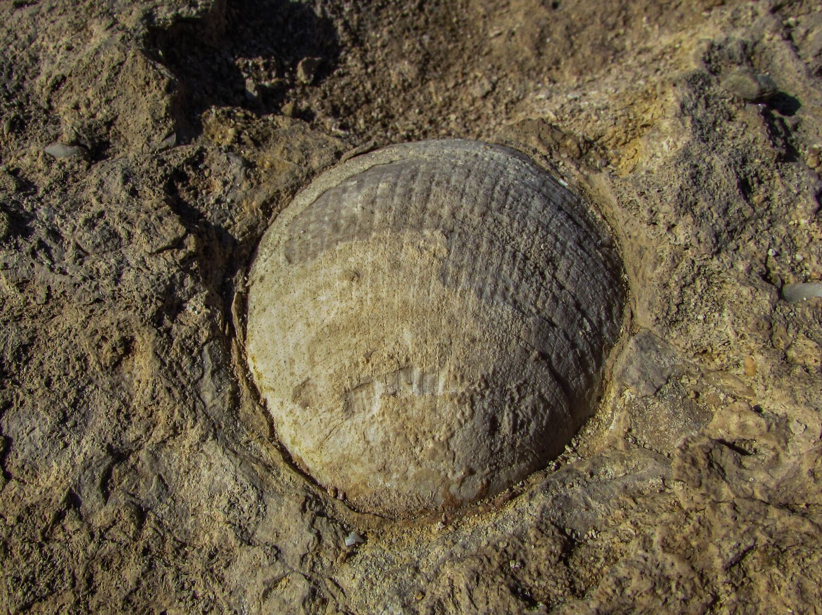 Canon PowerShot SX400 IS sample photo. Fossil, shell, petrified photography