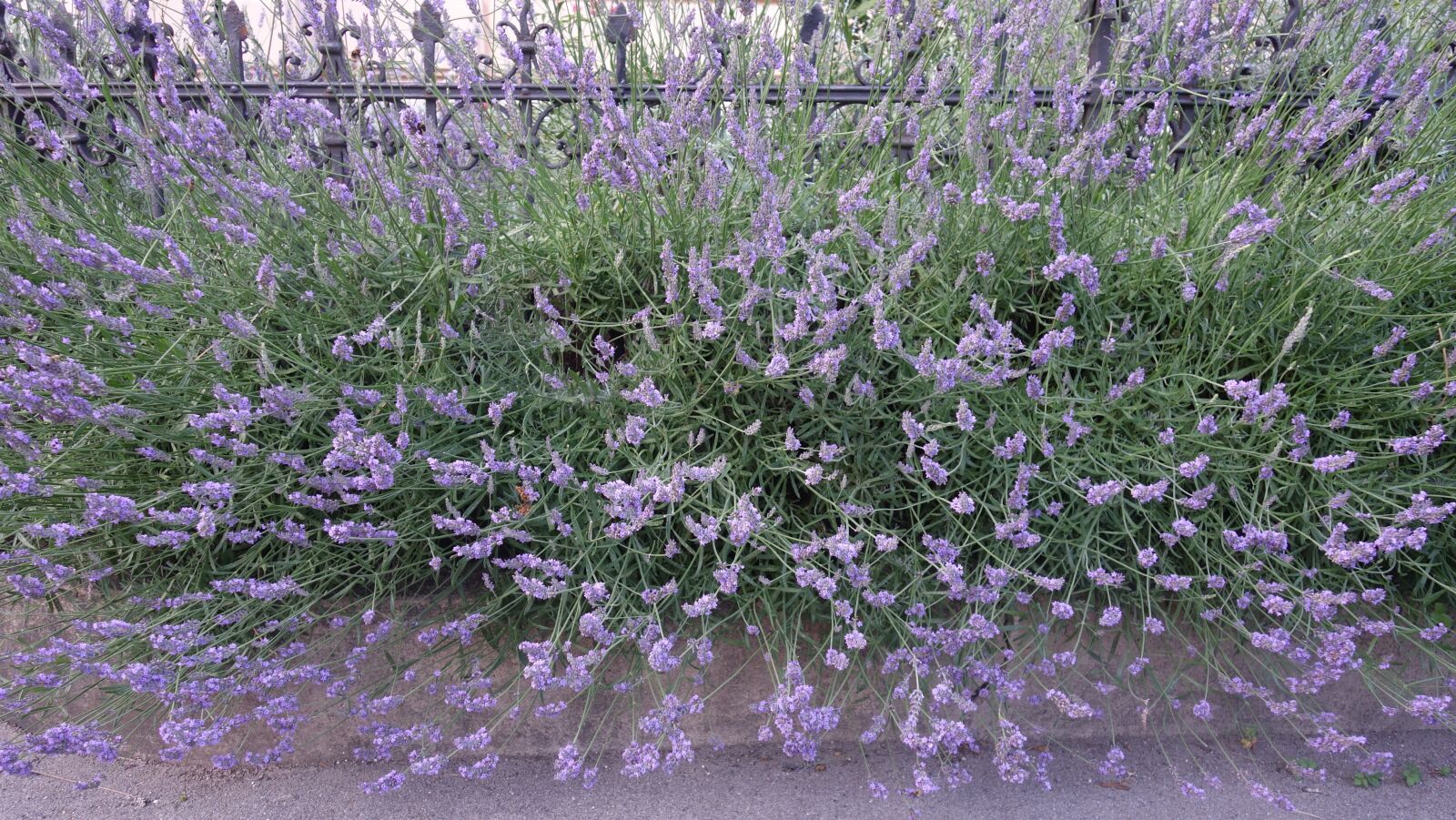 Sony Cyber-shot DSC-RX100 II sample photo. Lavender, plant, garden photography