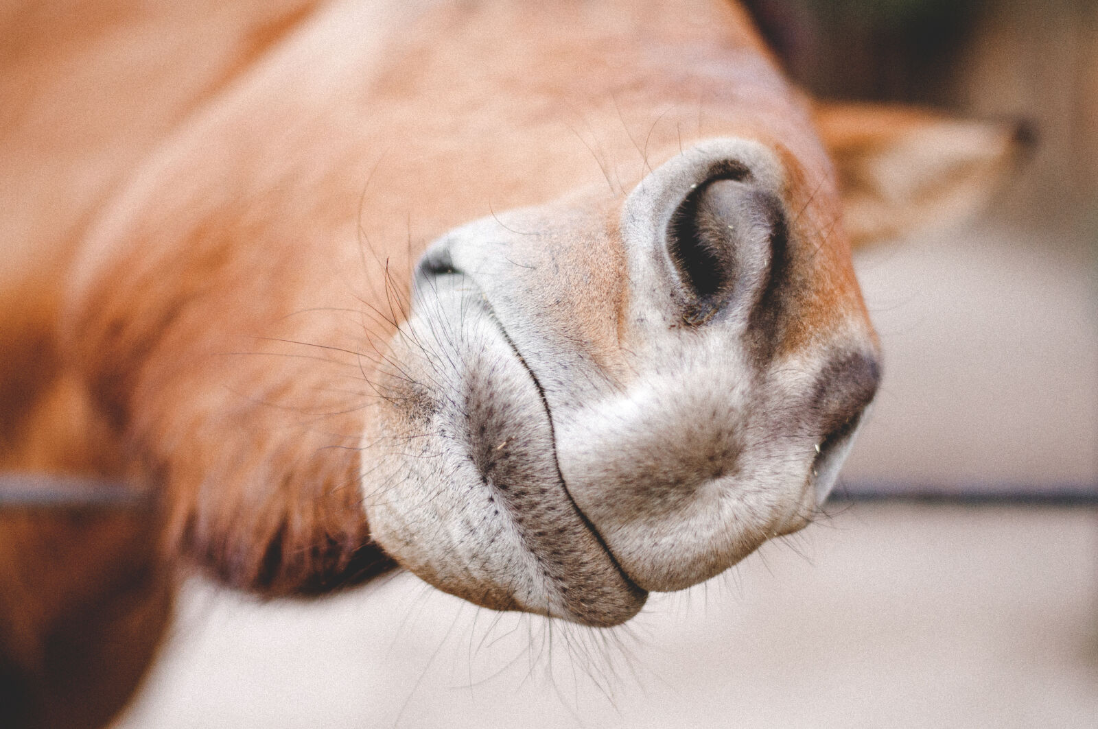 Nikon D90 + Nikon AF-S Nikkor 50mm F1.8G sample photo. Animal, zoo, horse, nose photography