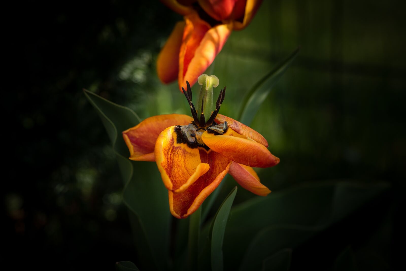 Nikon D750 sample photo. Tulip, flower, blossom photography