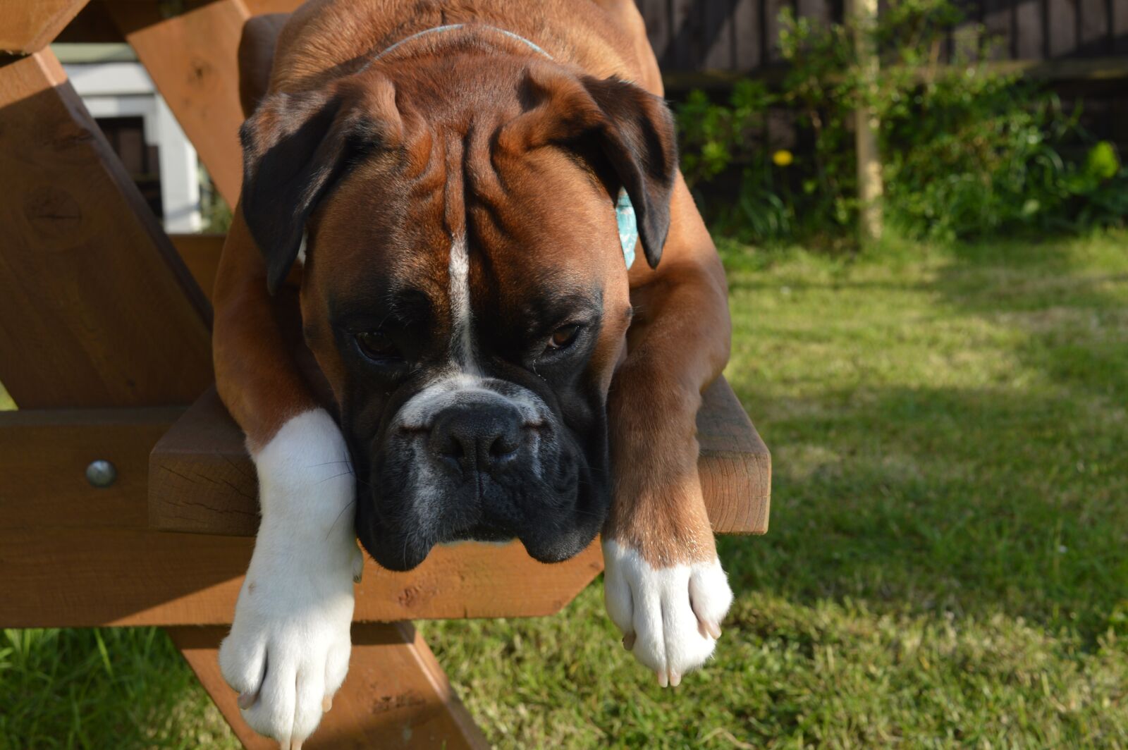 Nikon D3200 sample photo. Boxer dog, pet, animal photography