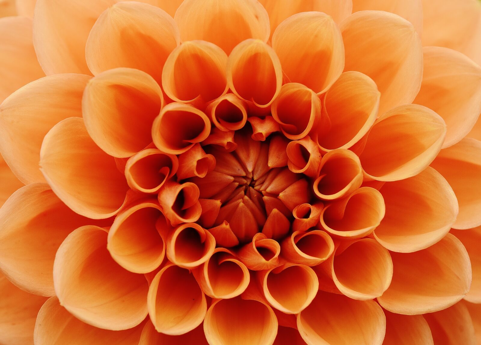 Nikon D7200 sample photo. Dahlia, dahlias, autumn photography