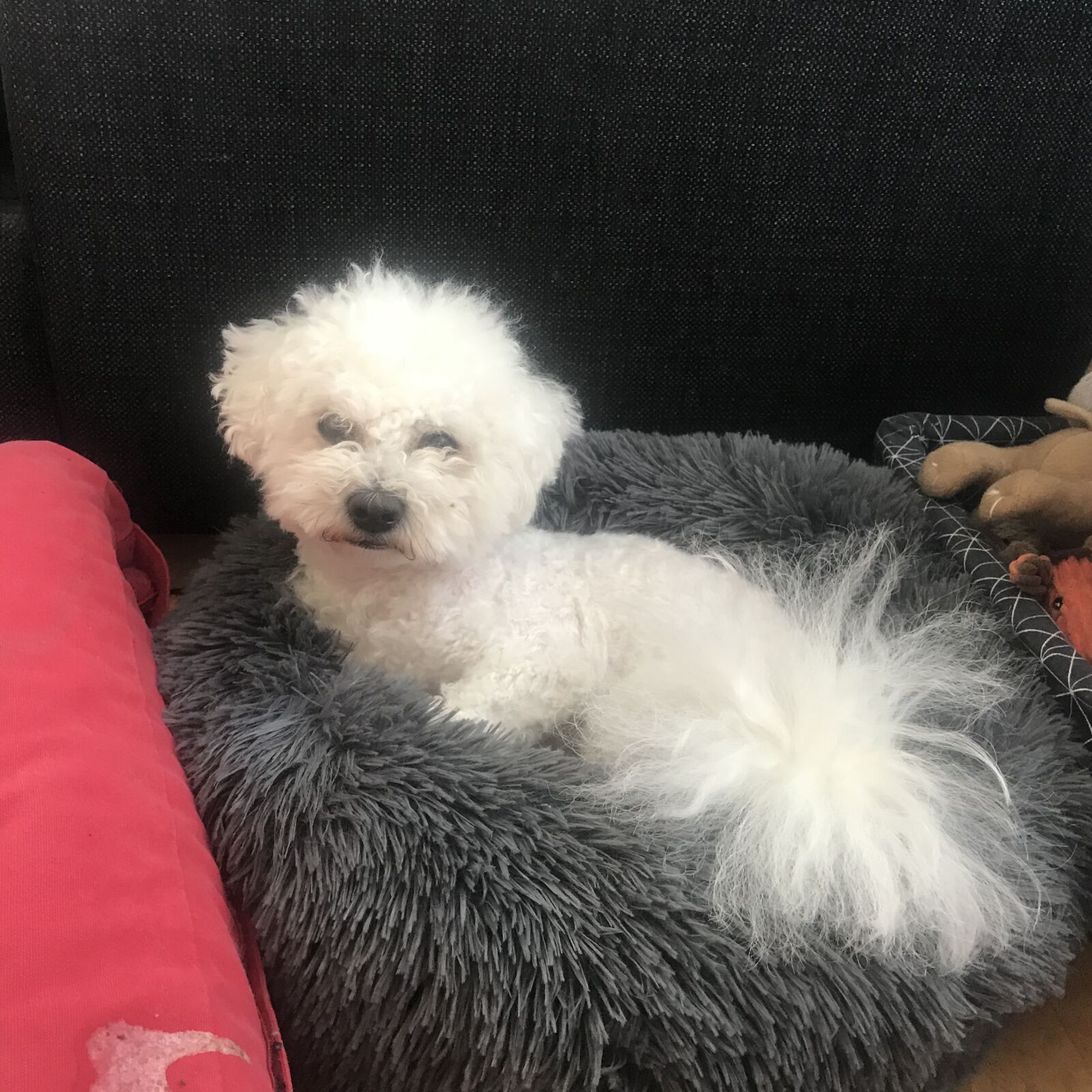 iPhone 7 back camera 3.99mm f/1.8 sample photo. Small, dog, doggie photography