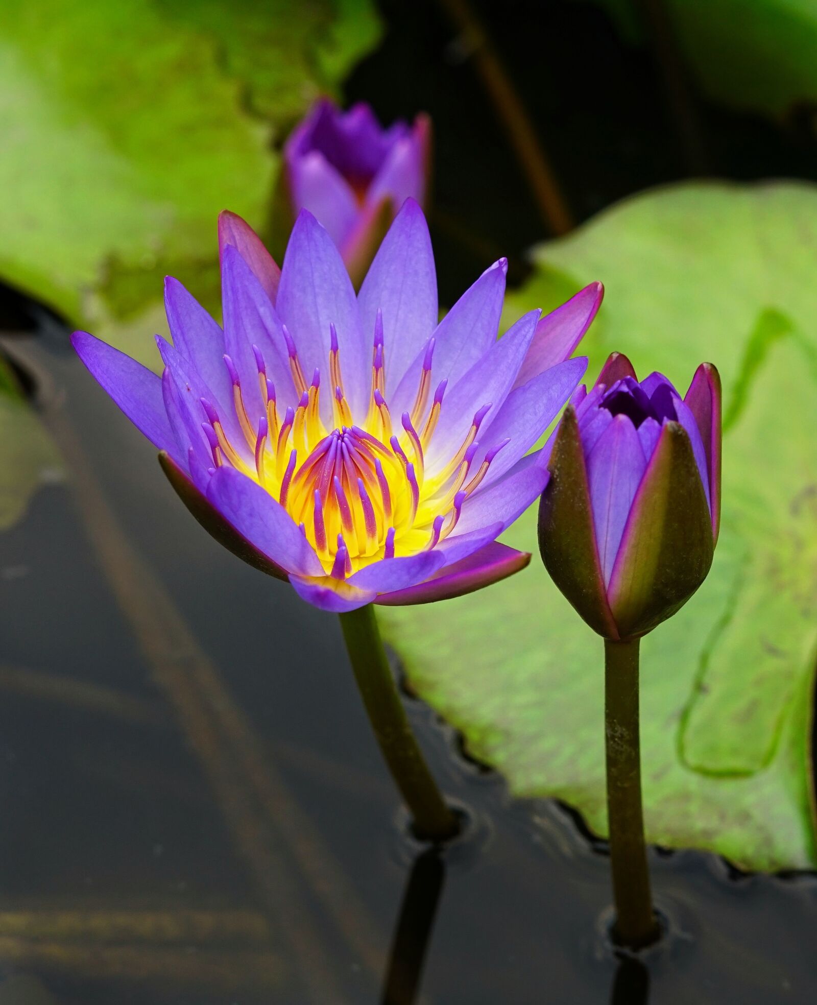 Sony a6300 sample photo. Waterlily, lily, lotus photography