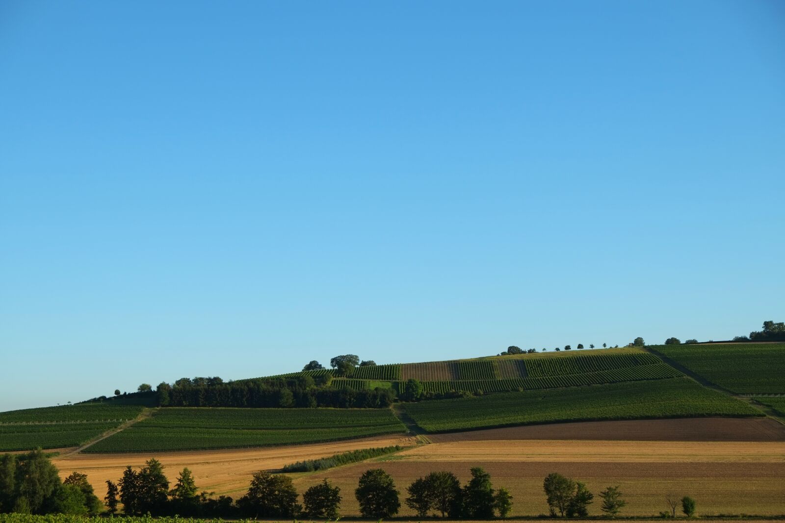 Fujifilm X-E1 sample photo. Rheinhessen, landscape, winegrowing photography