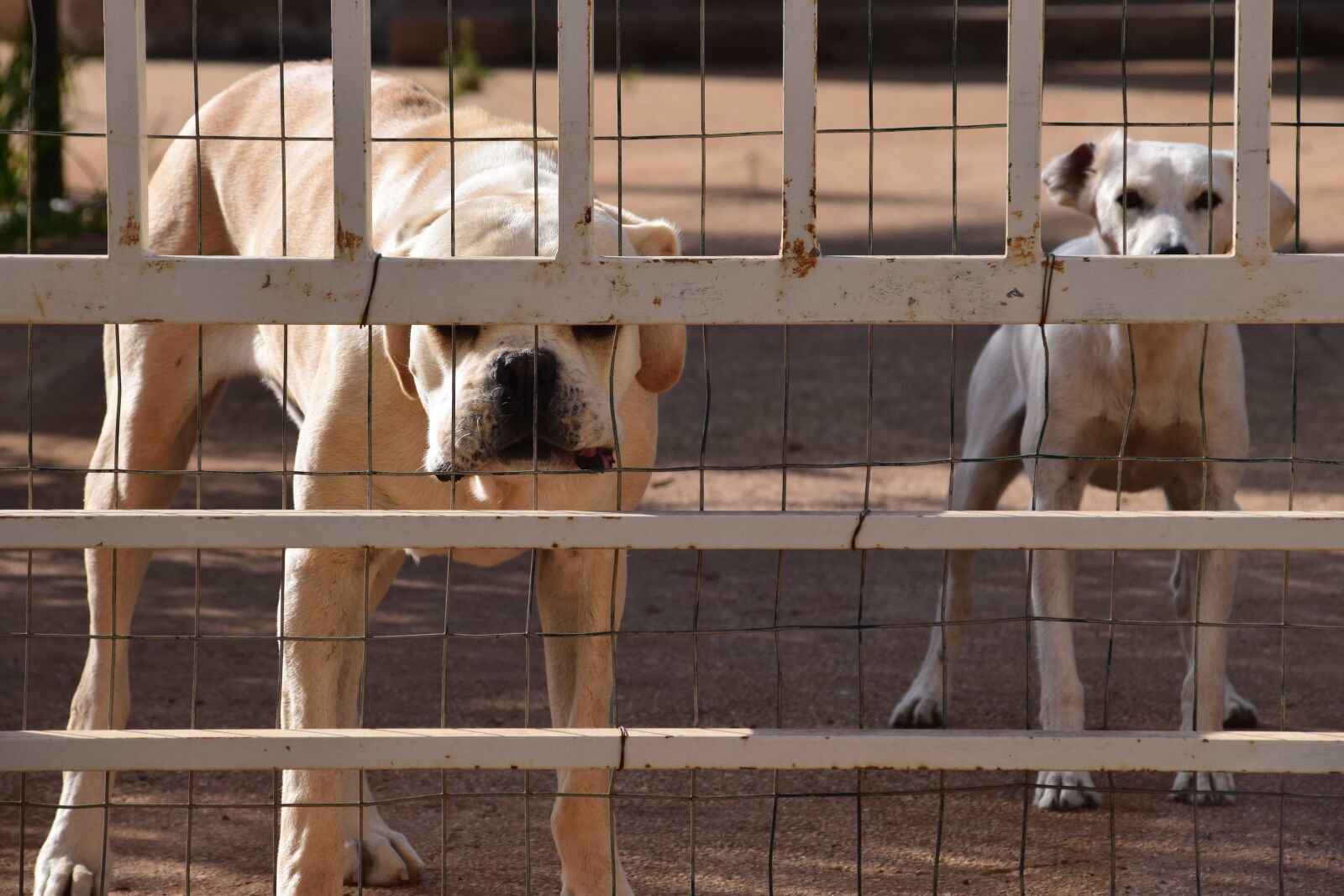 Nikon D3300 sample photo. Dog, fence, animal, backyard photography