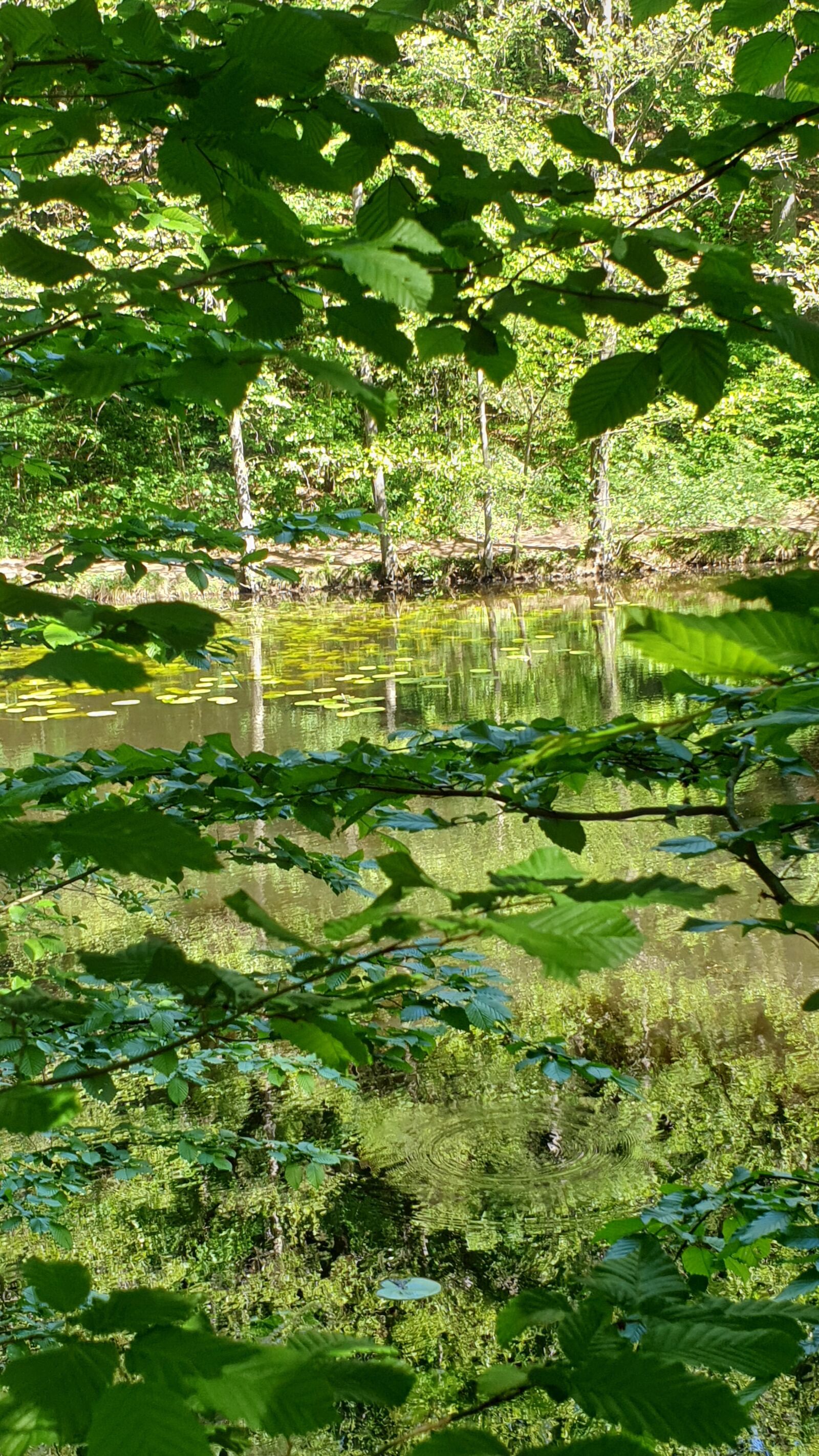 Samsung Galaxy Note9 sample photo. Offermann pond, geisenheim, forest photography