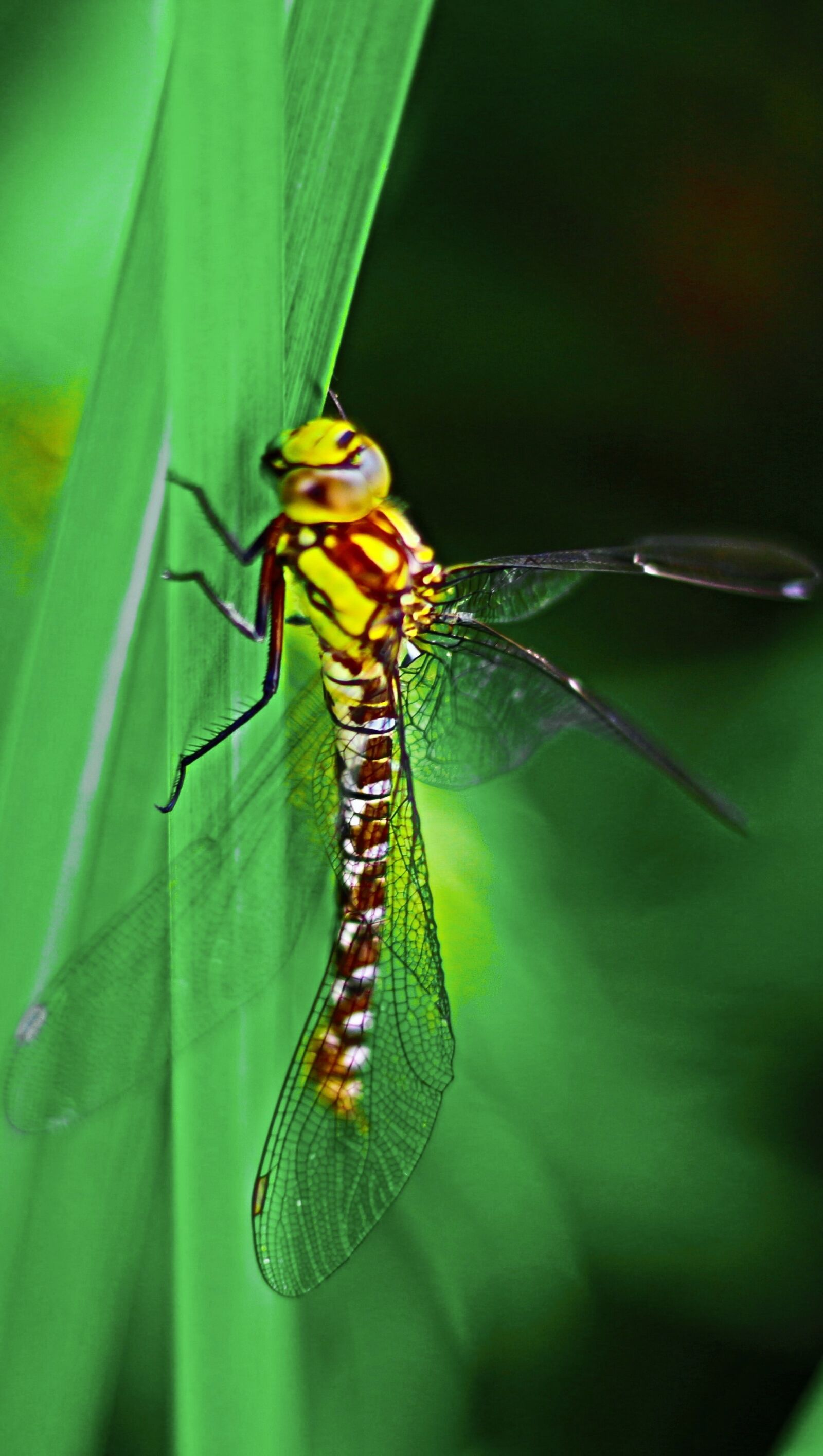 Canon EOS 700D (EOS Rebel T5i / EOS Kiss X7i) + Canon EF 50mm F1.8 STM sample photo. Dragonfly, insect, close up photography