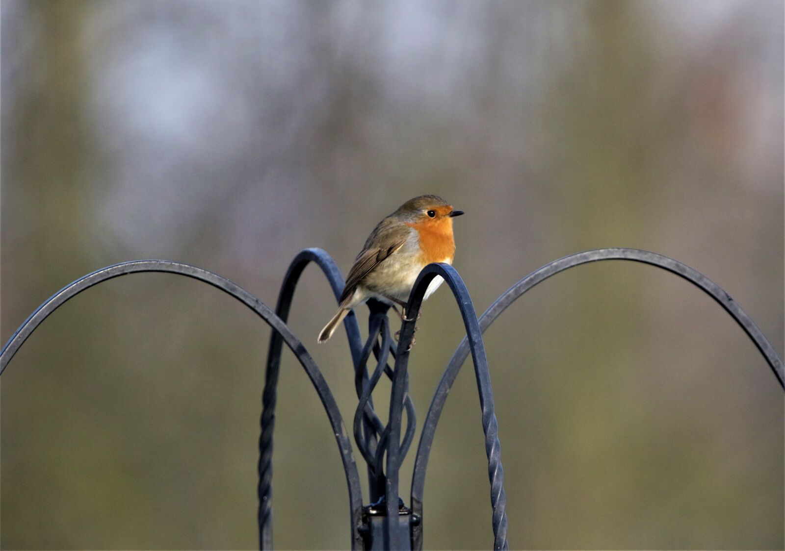150-600mm F5-6.3 DG OS HSM | Contemporary 015 sample photo. Robin, robin redbreast, close photography