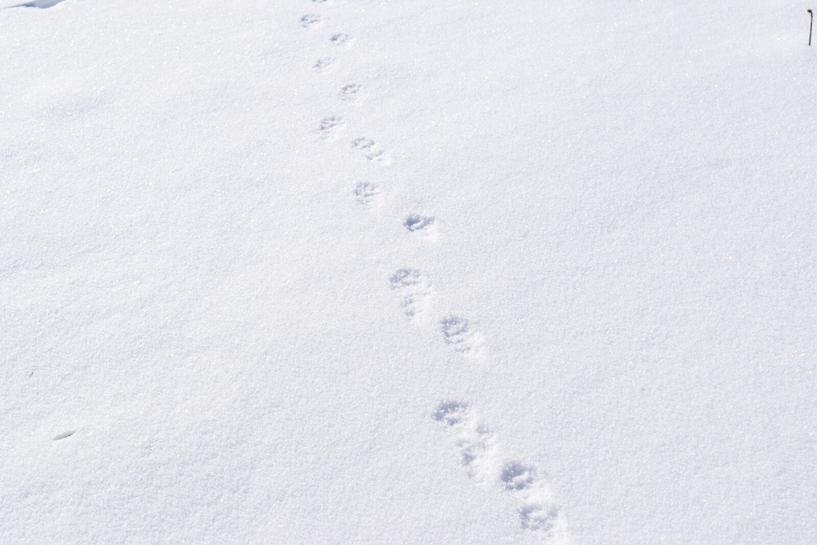 Nikon D5300 sample photo. Traces, snow, winter photography