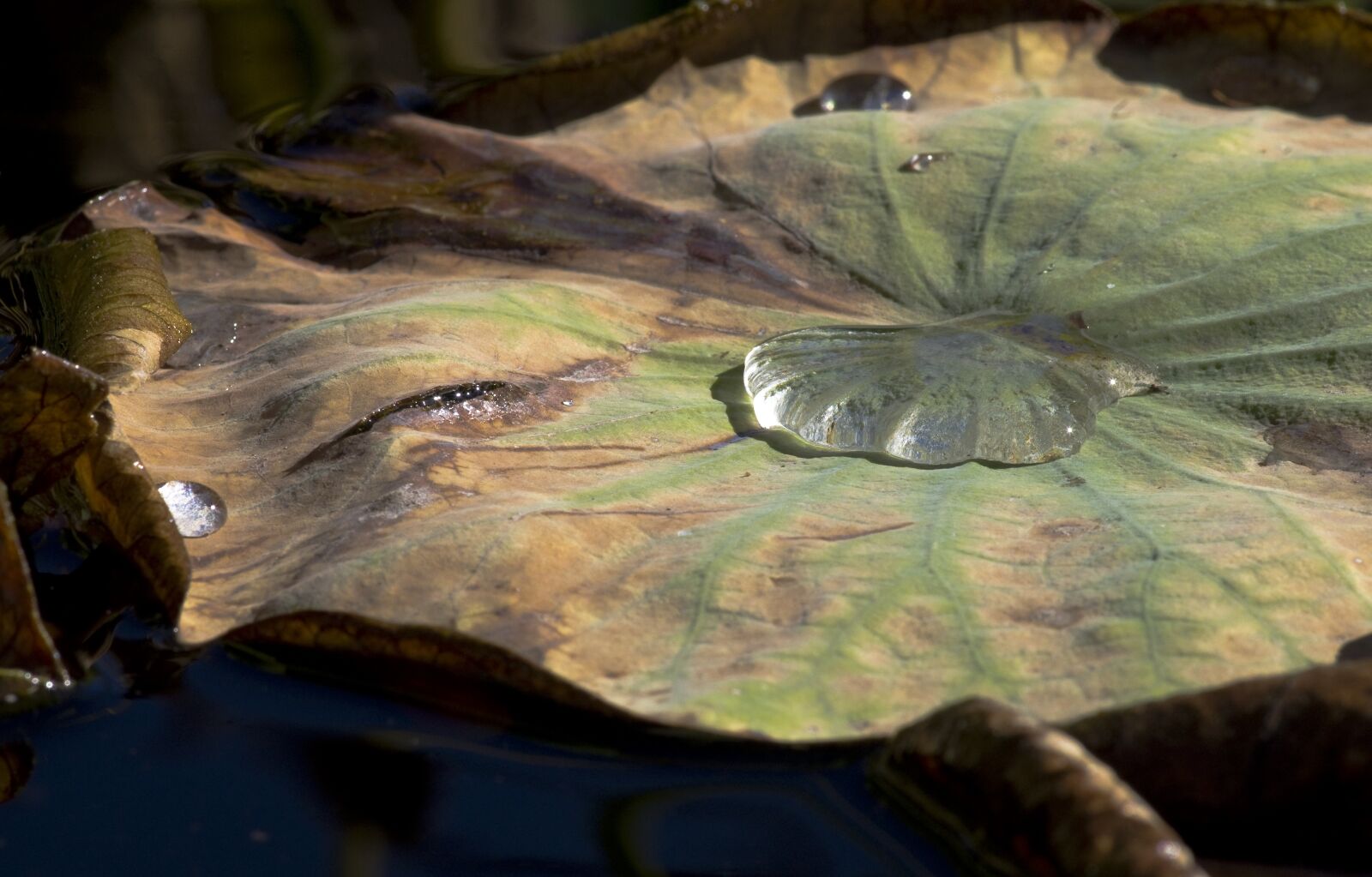 Pentax K-30 sample photo. Lotus leaf, water, pond photography