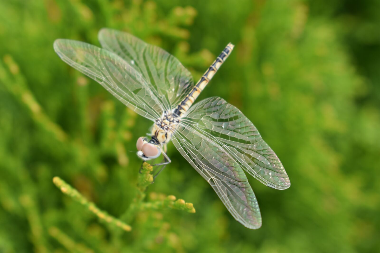 Nikon D3400 sample photo. Dragonfly, insect, leaf photography