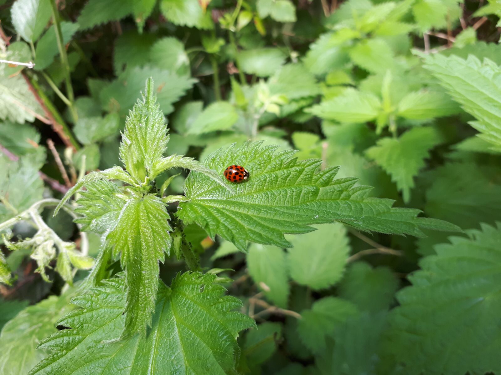 Samsung Galaxy A5(2017) sample photo. Nature, nettle, garden photography