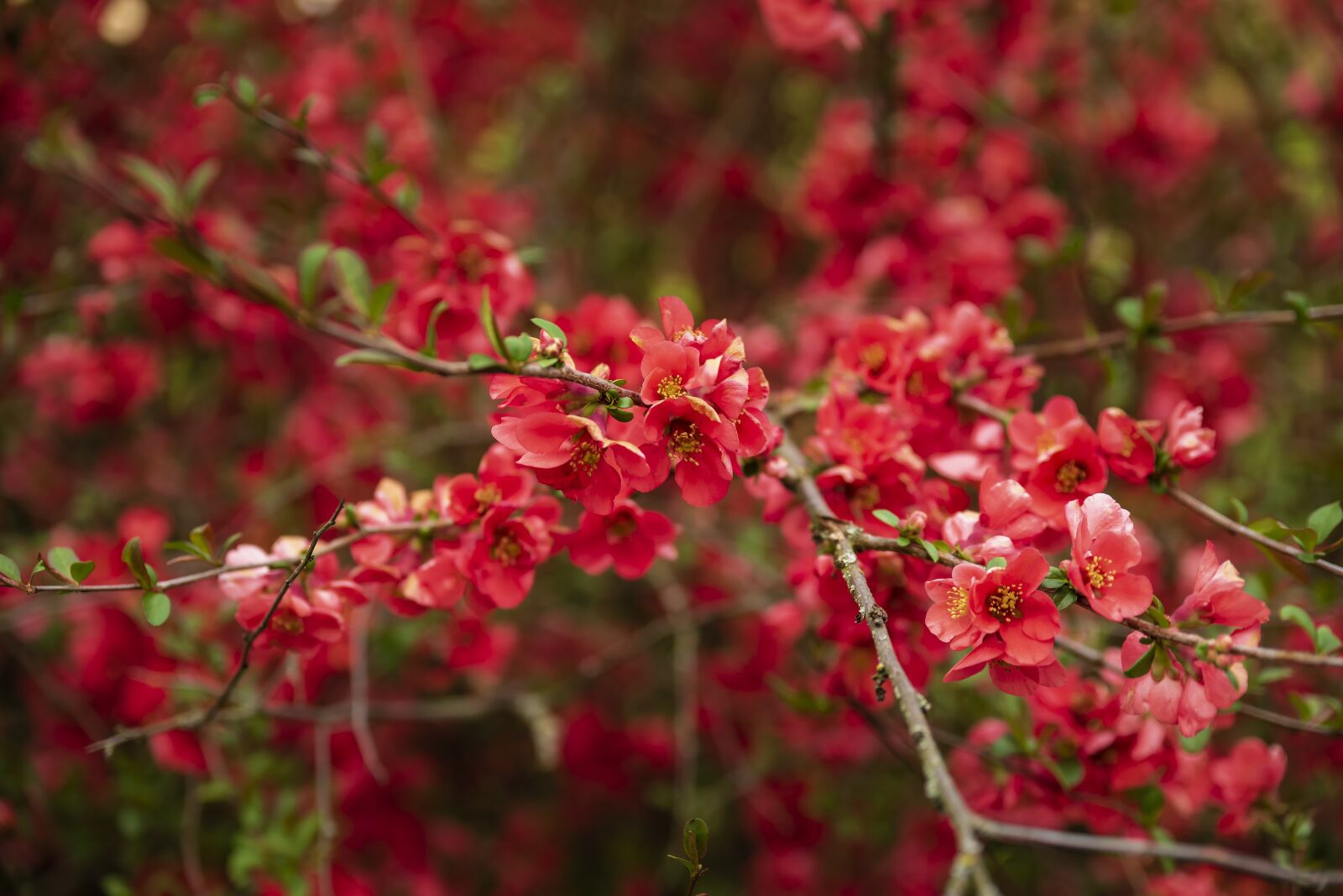 Tamron SP 24-70mm F2.8 Di VC USD sample photo. Flowers, nature, blossom photography