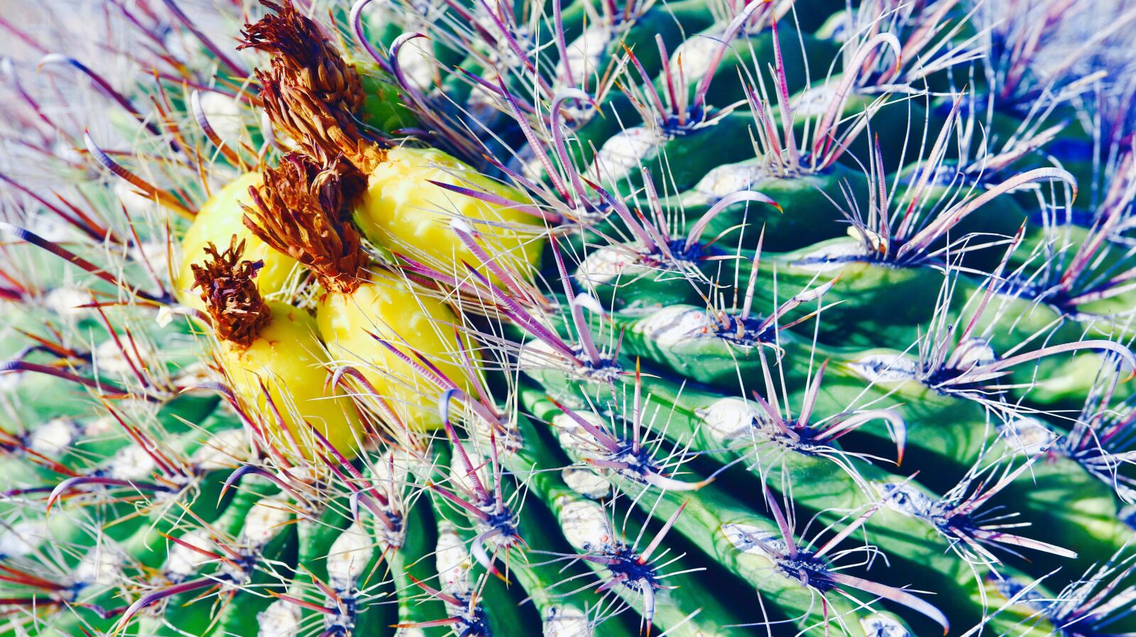 Canon 24-70mm F2.8 DG OS HSM | Art 017 sample photo. Cactus, desert, plant photography