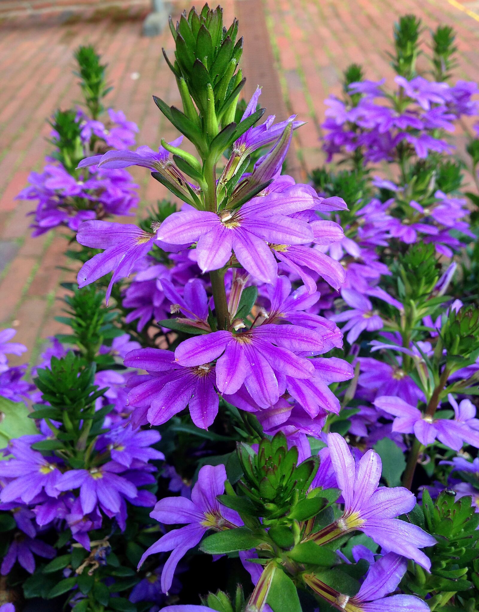 iPhone 5 back camera 4.12mm f/2.4 sample photo. Flower, flowers, summer photography