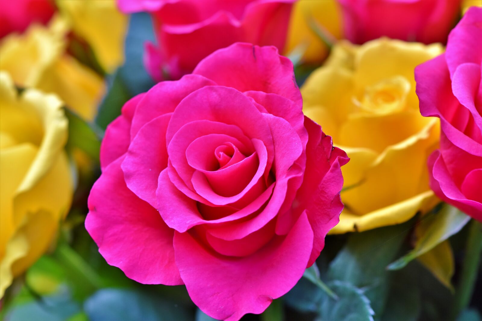Nikon D7200 sample photo. Rose, rose bloom, floribunda photography