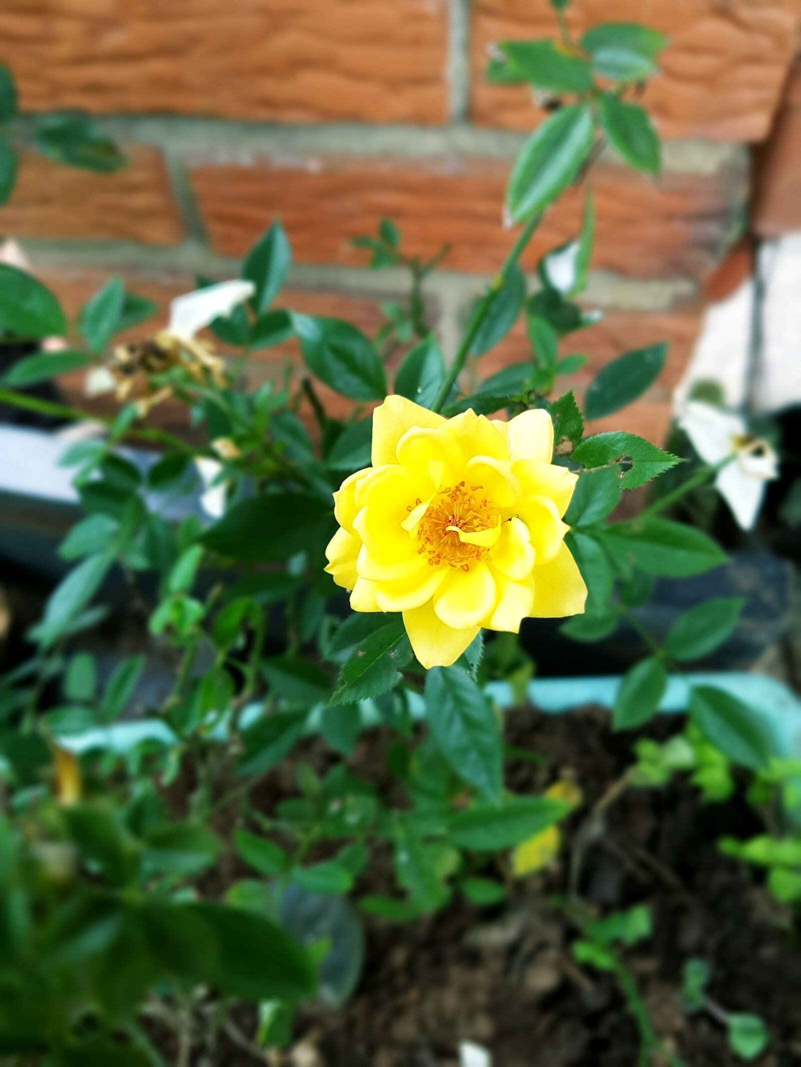 Samsung Galaxy S7 Edge sample photo
