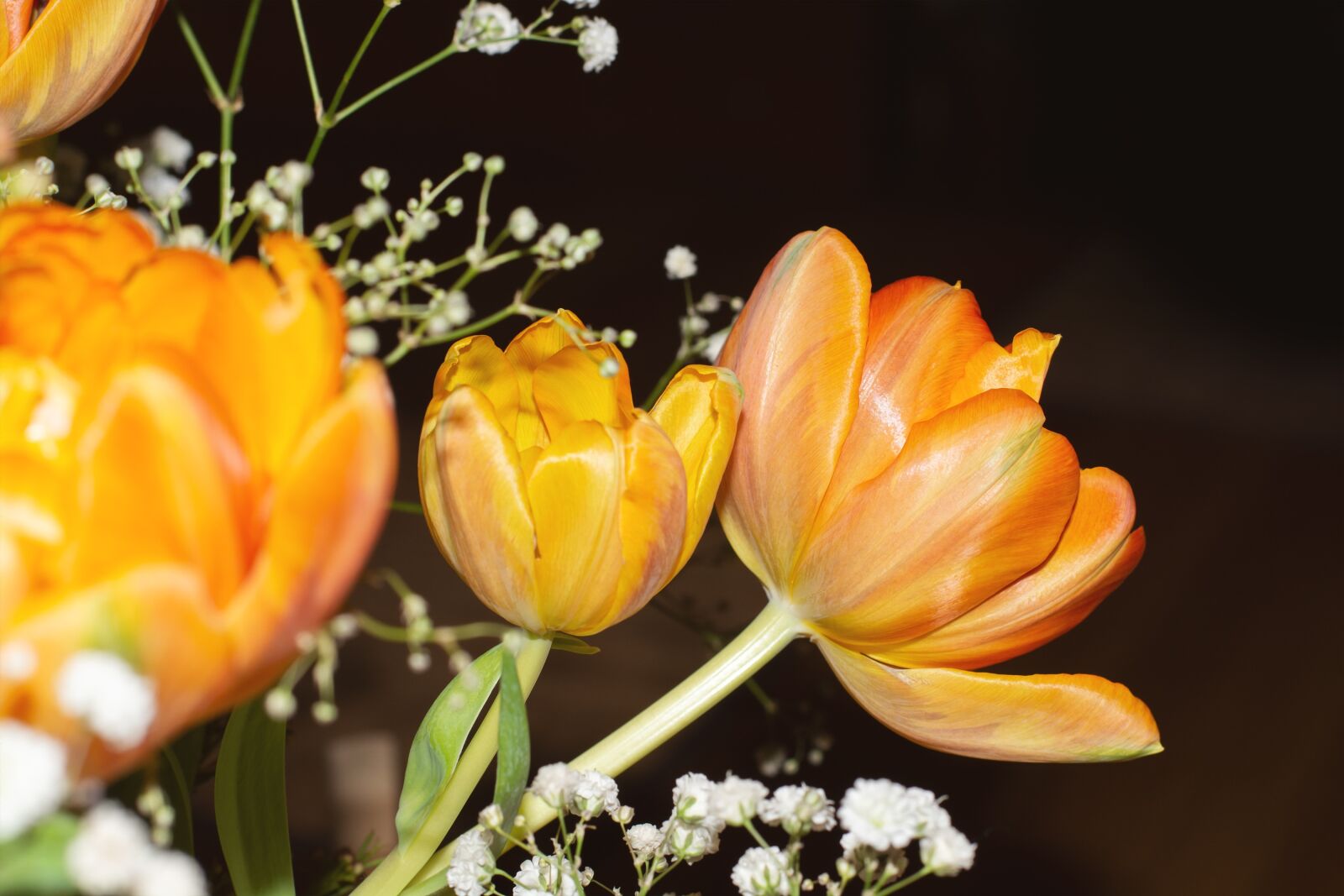 Nikon D7100 sample photo. Tulips, flowers, orange photography