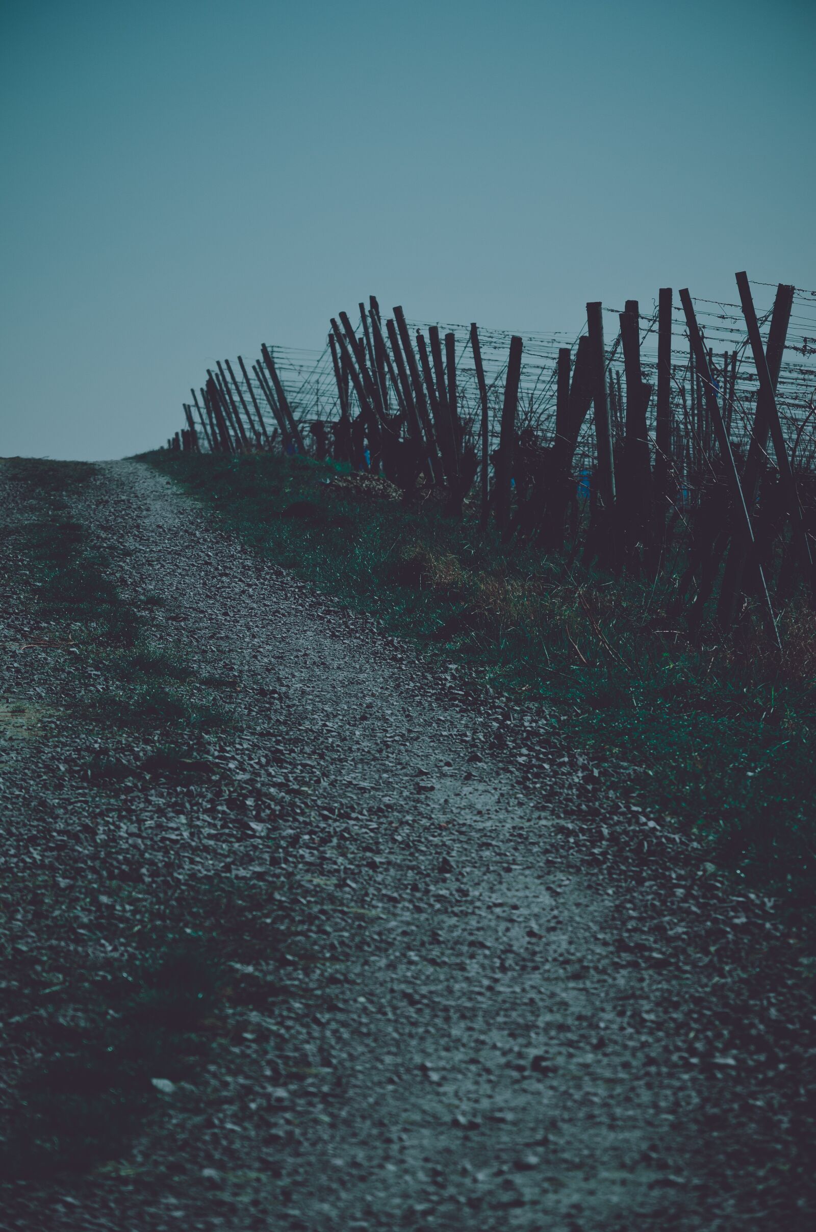 Nikon D5100 sample photo. Path, dark, hiking photography
