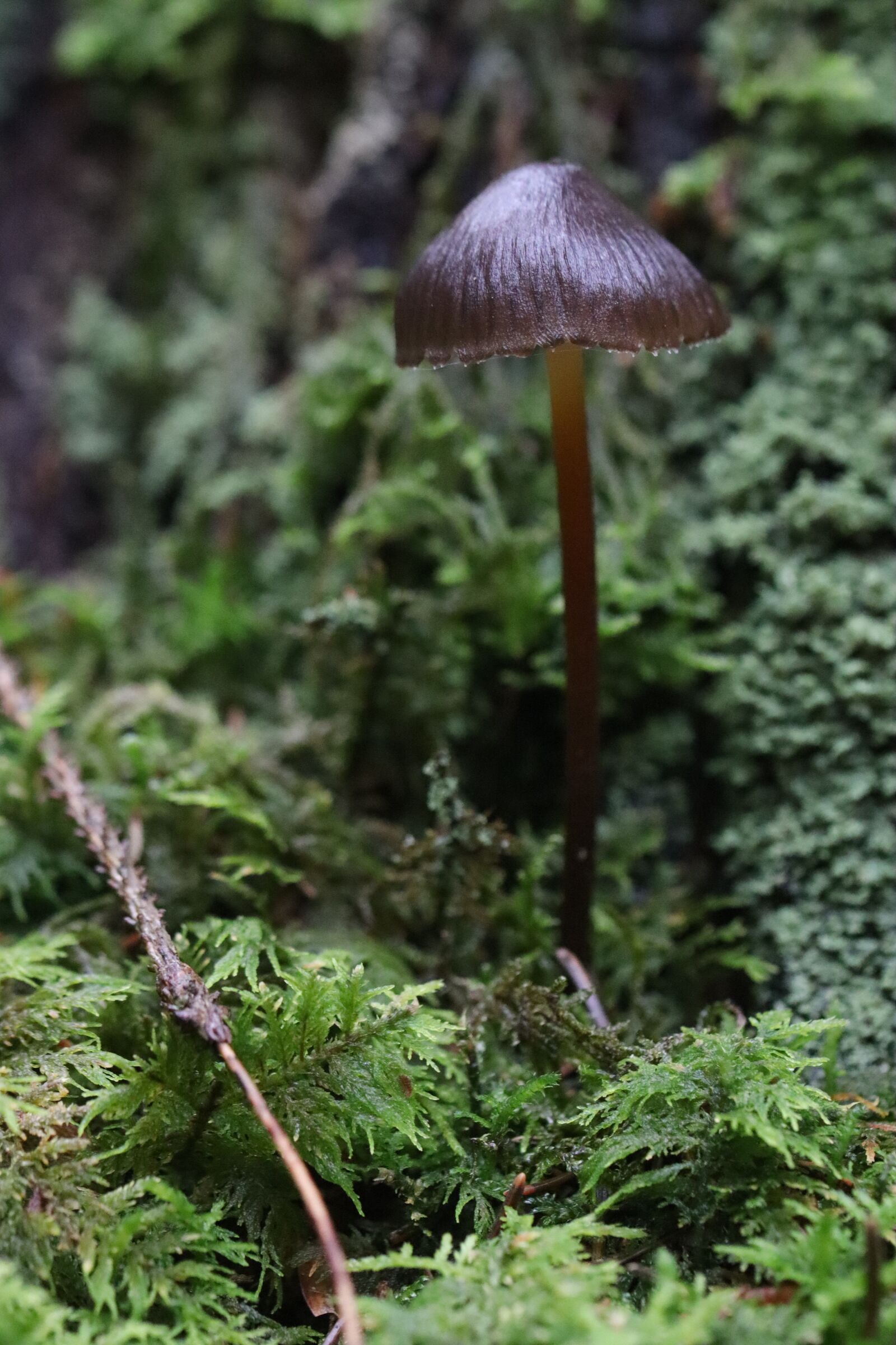 Canon EOS 250D (EOS Rebel SL3 / EOS Kiss X10 / EOS 200D II) sample photo. Mushroom, forest, nature photography