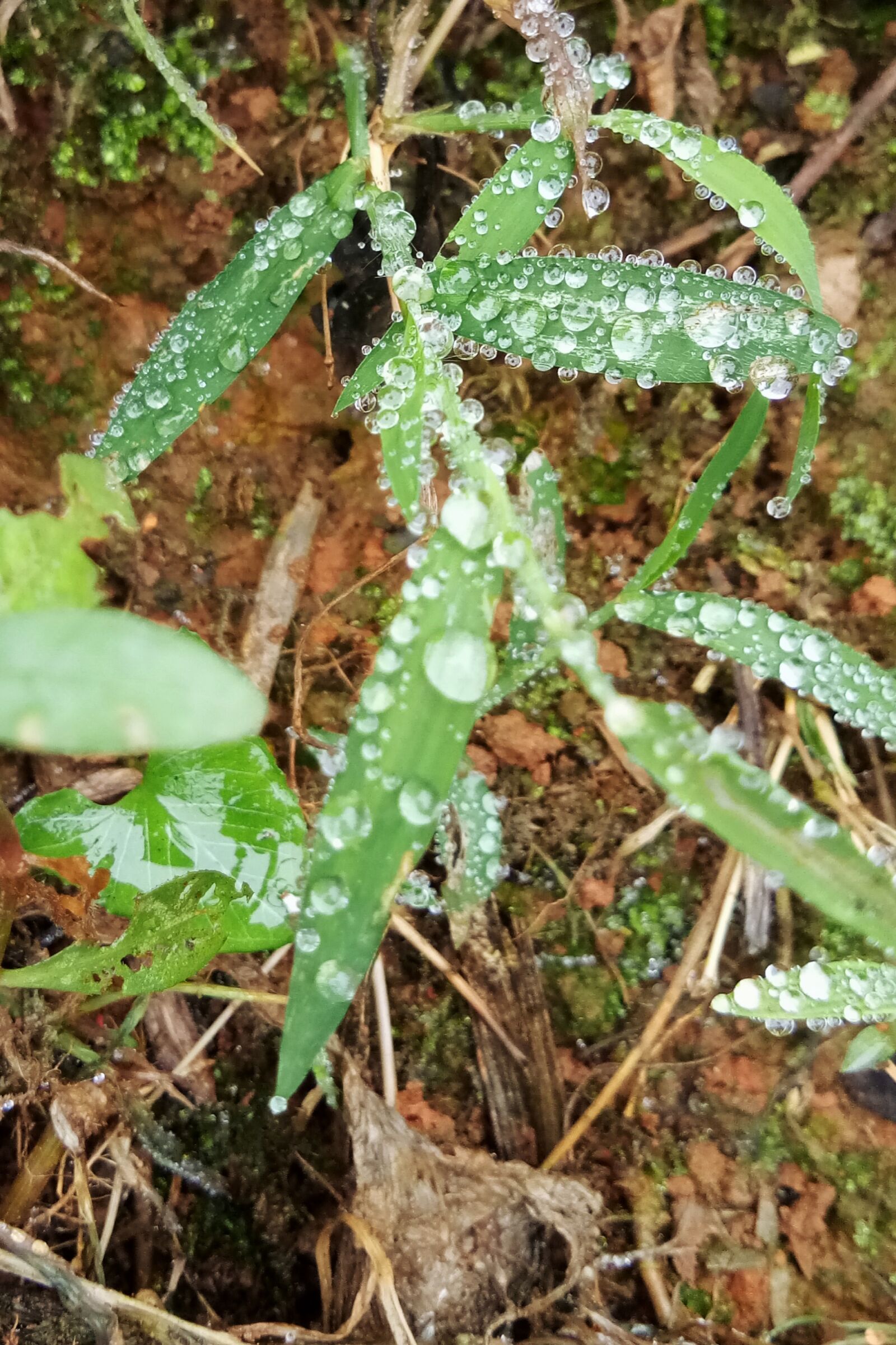 vivo Y67A sample photo. Rain, dew, grass photography