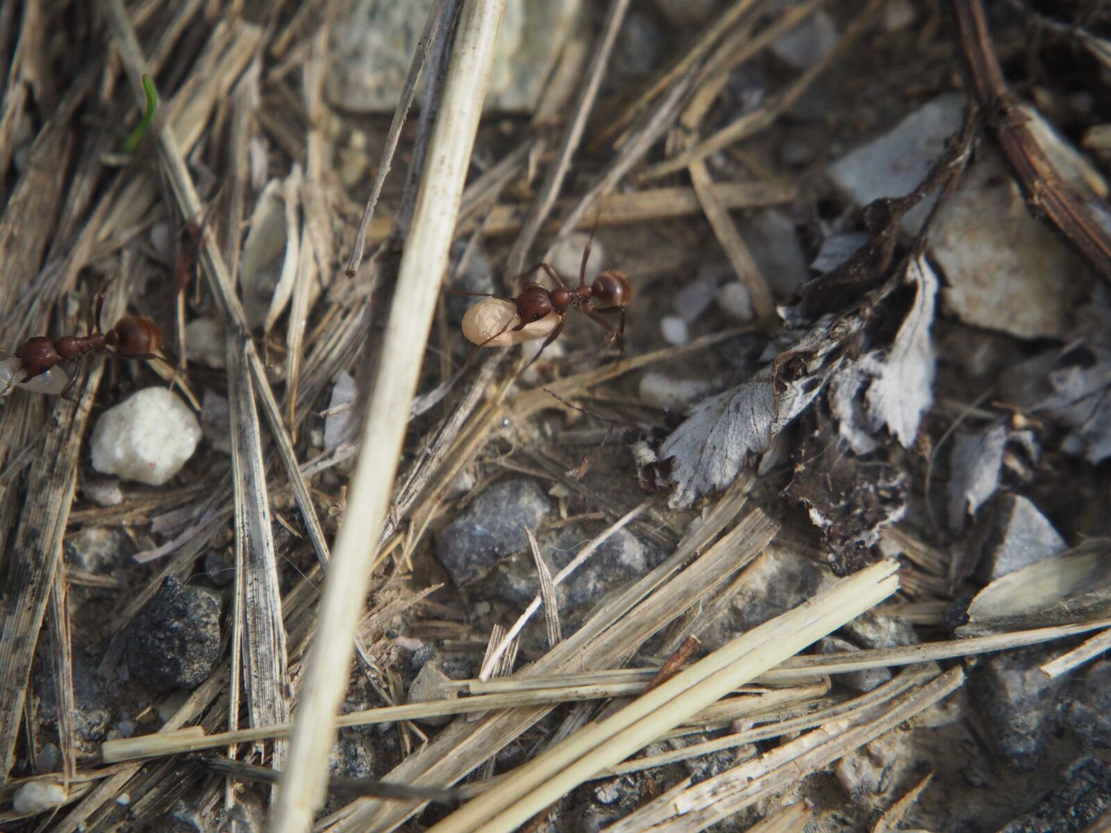 Olympus OM-D E-M10 sample photo. Ants, transport, hiking photography