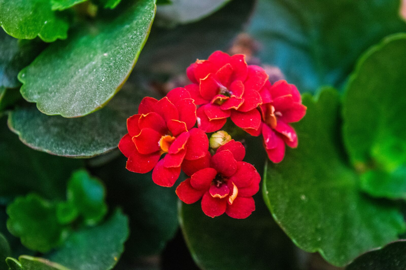 Nikon D3300 sample photo. Nature, small flower, wild photography