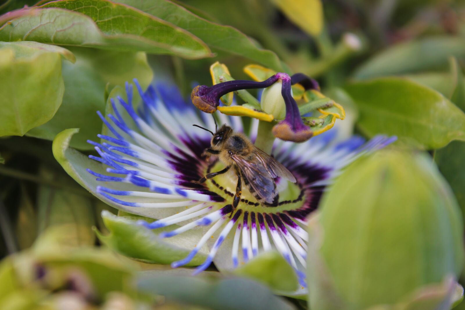 Canon EOS 550D (EOS Rebel T2i / EOS Kiss X4) sample photo. Passion flower, bee, nature photography
