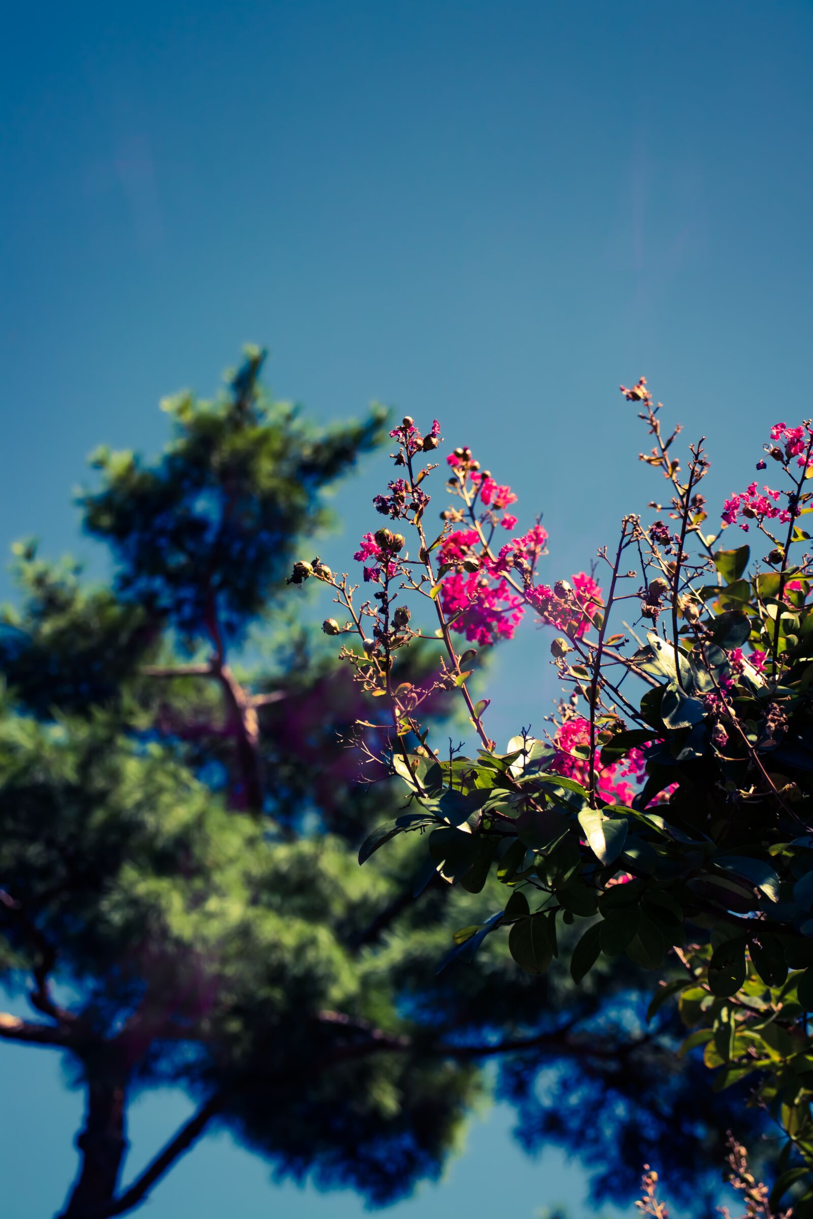 Canon EOS 800D (EOS Rebel T7i / EOS Kiss X9i) sample photo. Flowers, wood, sky photography