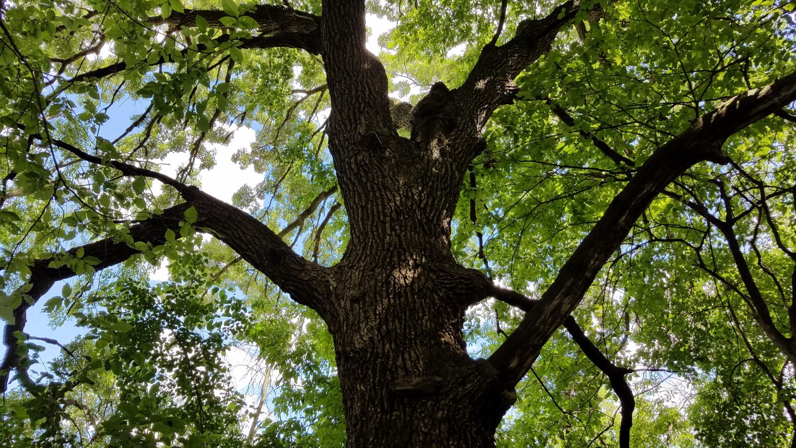 Samsung Galaxy S7 sample photo. Tree, twisted canopy, nature photography