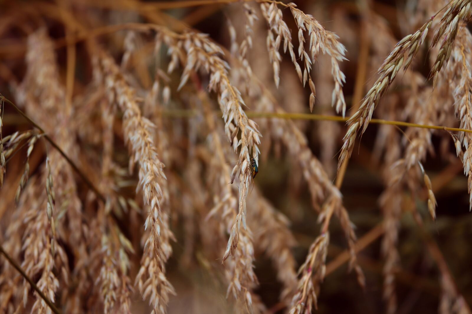 Canon EOS 200D (EOS Rebel SL2 / EOS Kiss X9) sample photo. Grass, blades of grass photography