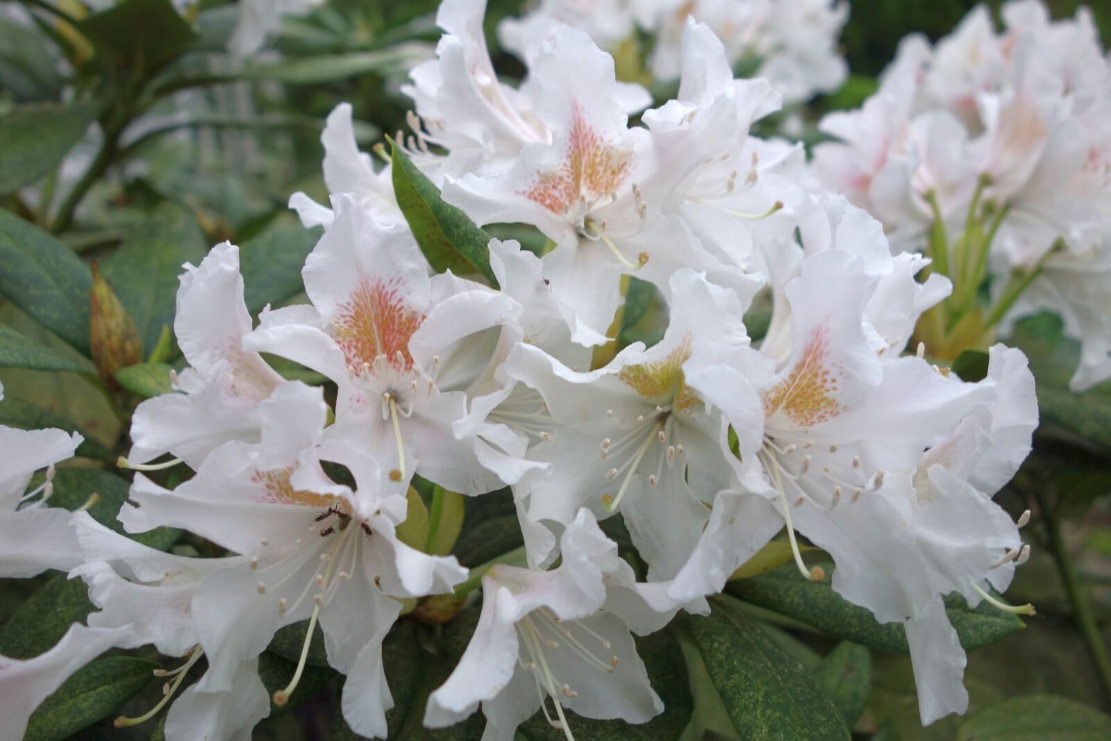 Sony Cyber-shot DSC-RX100 sample photo. Rhododendron, flower, plant photography
