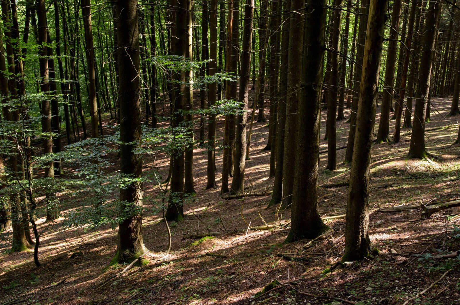 Nikon D7000 sample photo. Forest, woods, nature photography