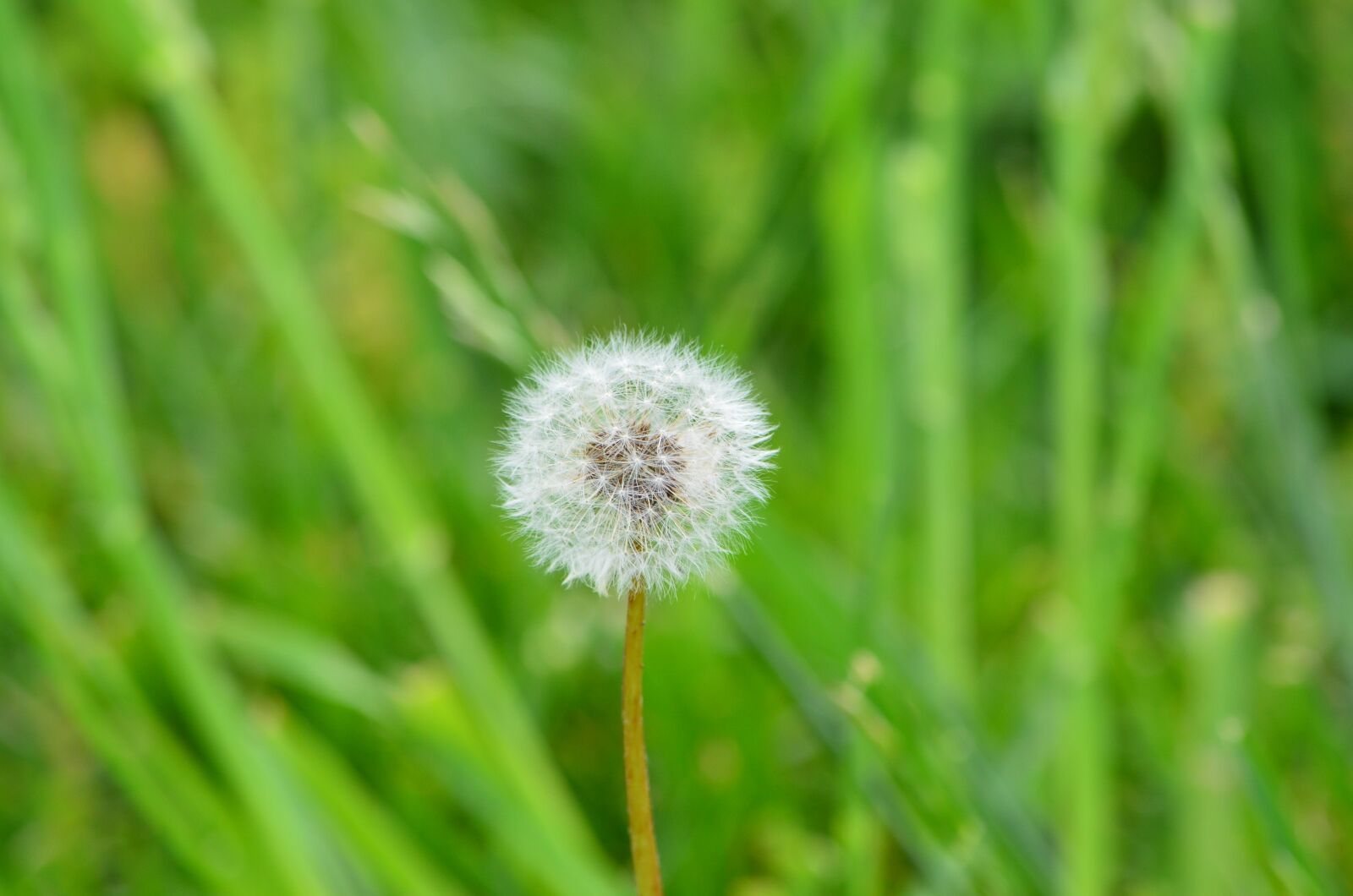 Nikon D5100 sample photo. Nature, dandelion, weed photography