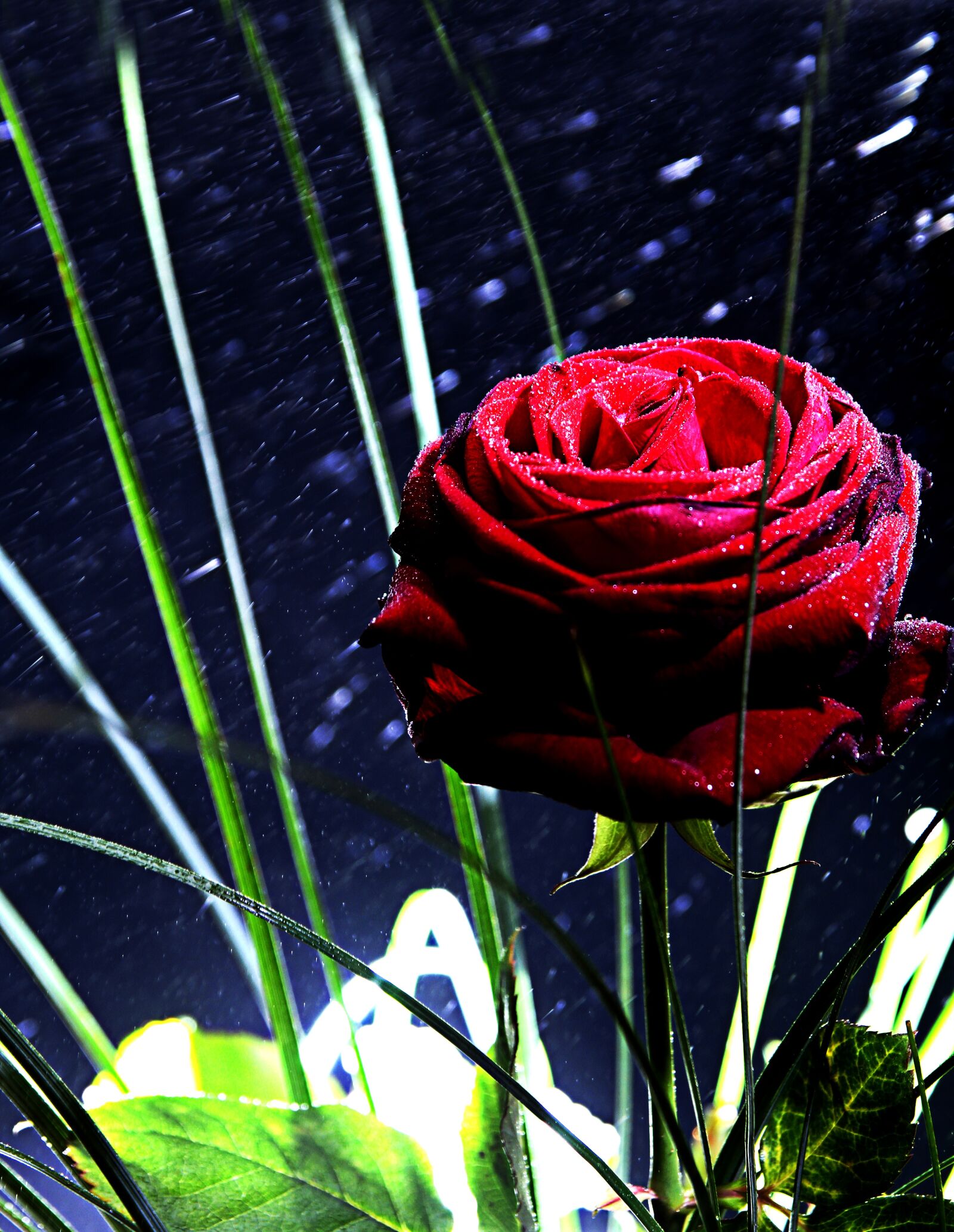 Canon EOS 7D sample photo. Rose, red, mirroring photography