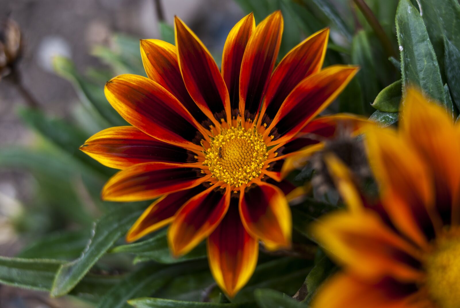 Nikon D60 sample photo. Flower, nature, plant photography