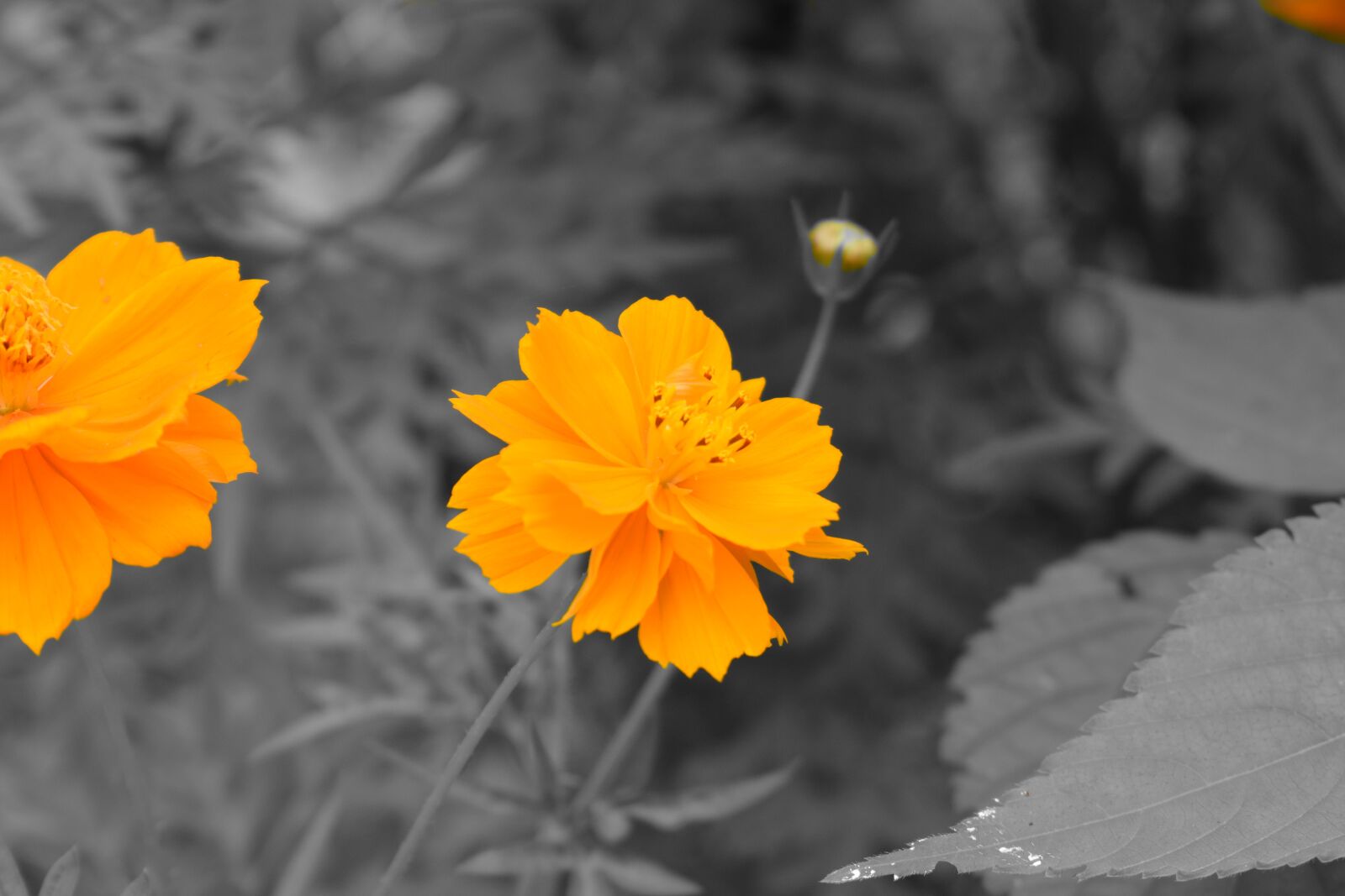 Nikon D5300 sample photo. Flower, nature, botanical photography
