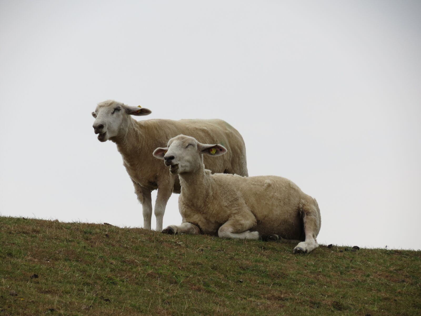 Canon PowerShot SX40 HS sample photo. Sheep, dike, pasture photography