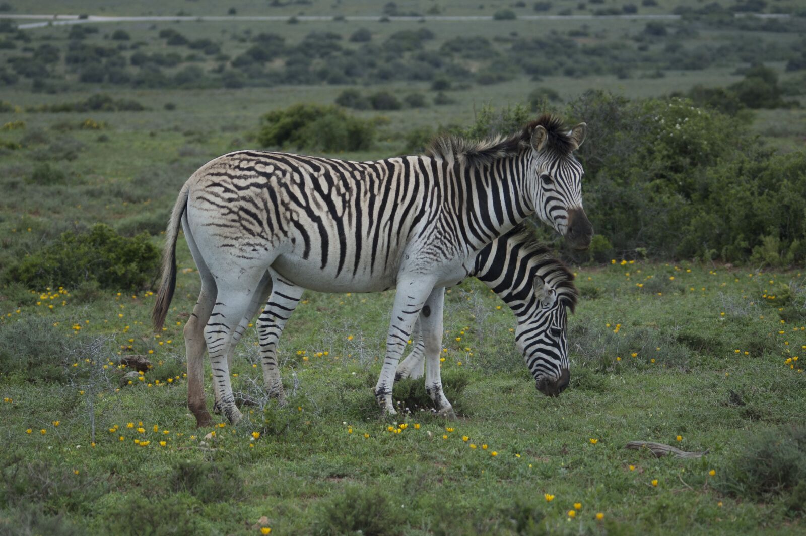 Nikon D70s sample photo. Zebra, south africa, nature photography